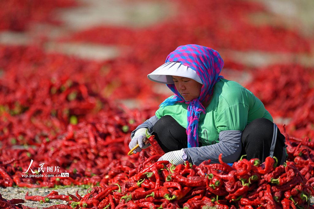 新疆巴州:食用辣椒獲豐收【4】