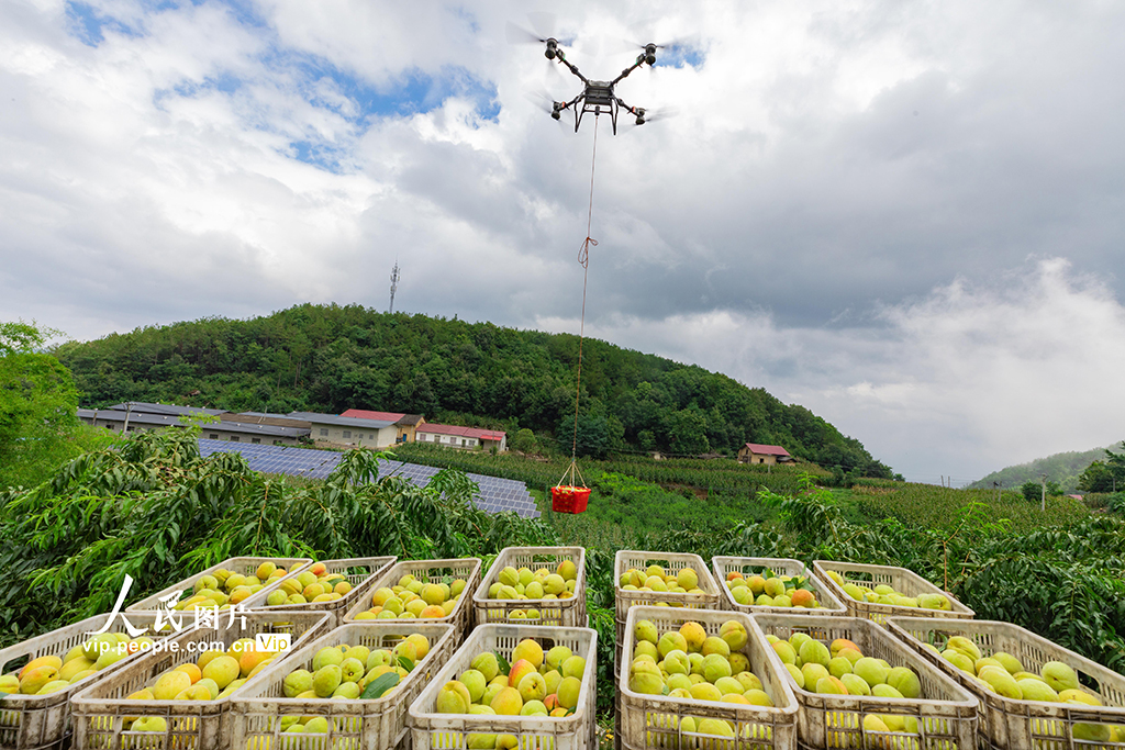 湖北秭歸:黃桃熟了【2】