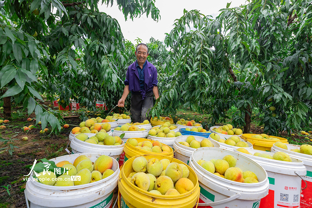 湖北秭歸:黃桃熟了【3】