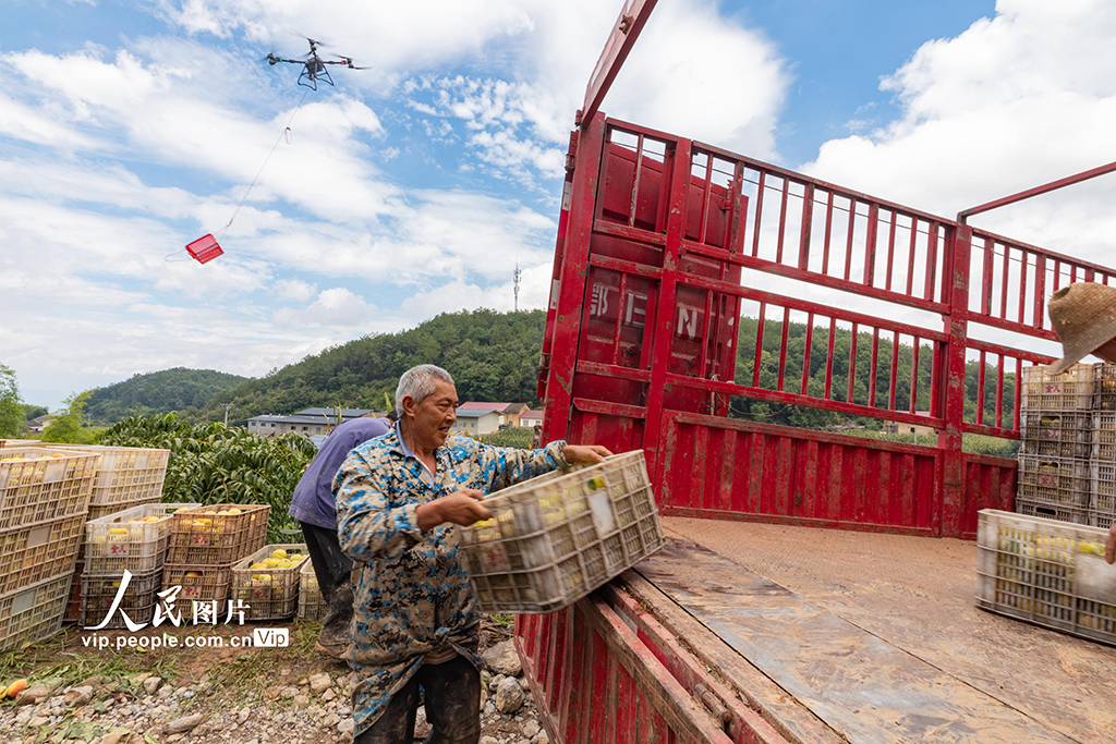 湖北秭歸：黃桃熟了【5】