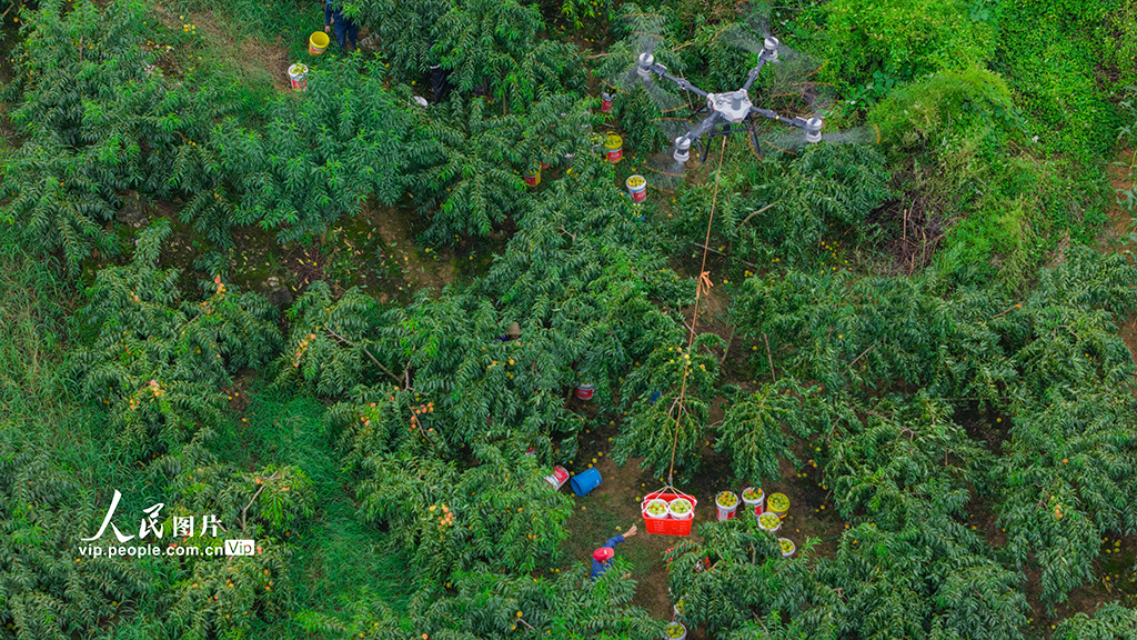 湖北秭歸：黃桃熟了【6】