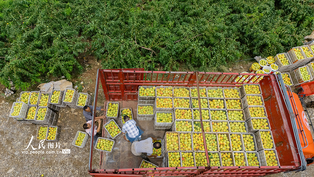 湖北秭歸:黃桃熟了【7】