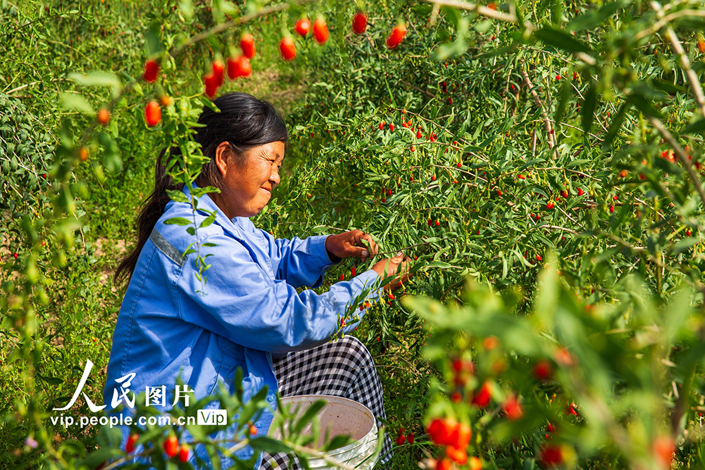 甘肅張掖:“小紅果”成“致富果”【2】
