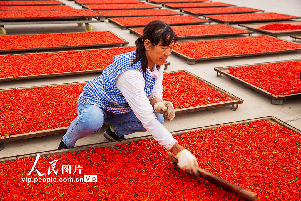 甘肅張掖:“小紅果”成“致富果”【3】