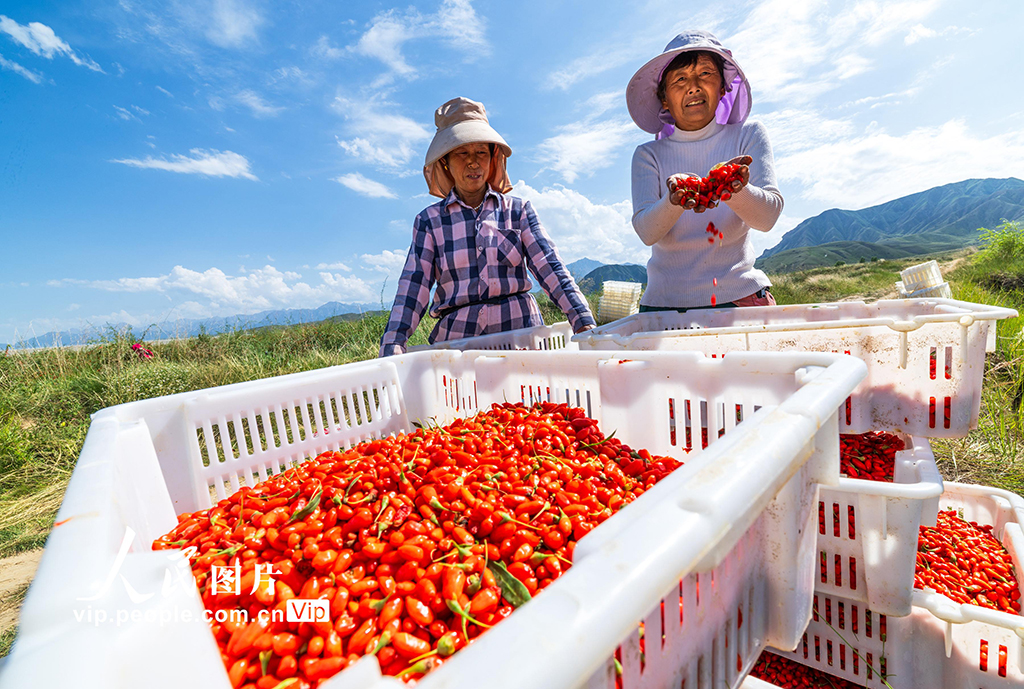 甘肅張掖:“小紅果”成“致富果”【4】