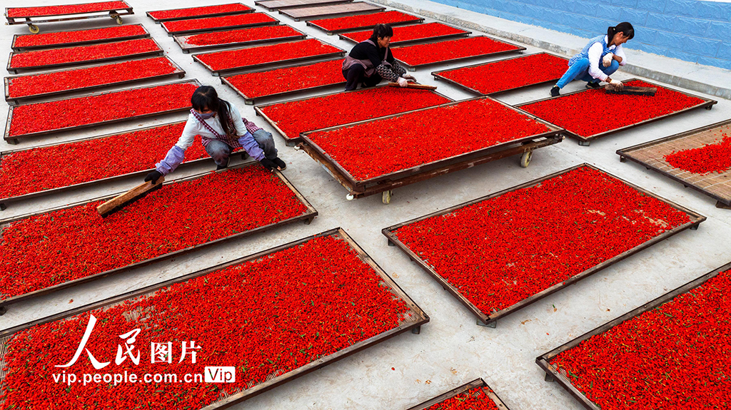 甘肅張掖:“小紅果”成“致富果”【5】