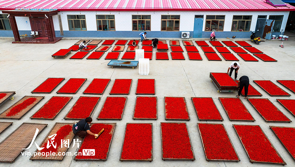 甘肅張掖:“小紅果”成“致富果”【6】