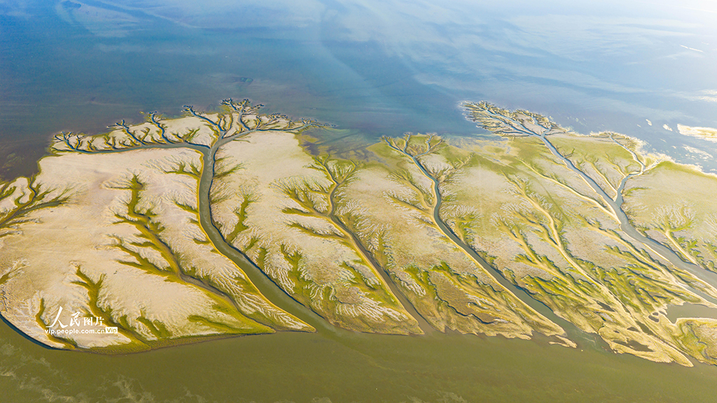 江西都昌:鄱陽湖現“大地之樹”景觀【7】