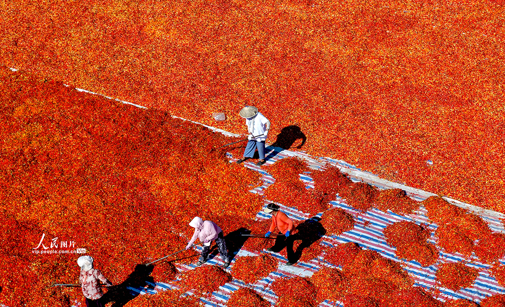 安徽亳州:晾曬辣椒【3】