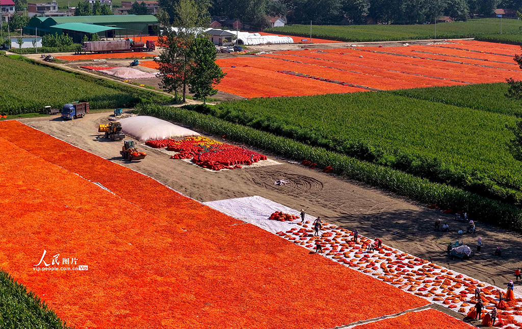安徽亳州:晾曬辣椒【5】