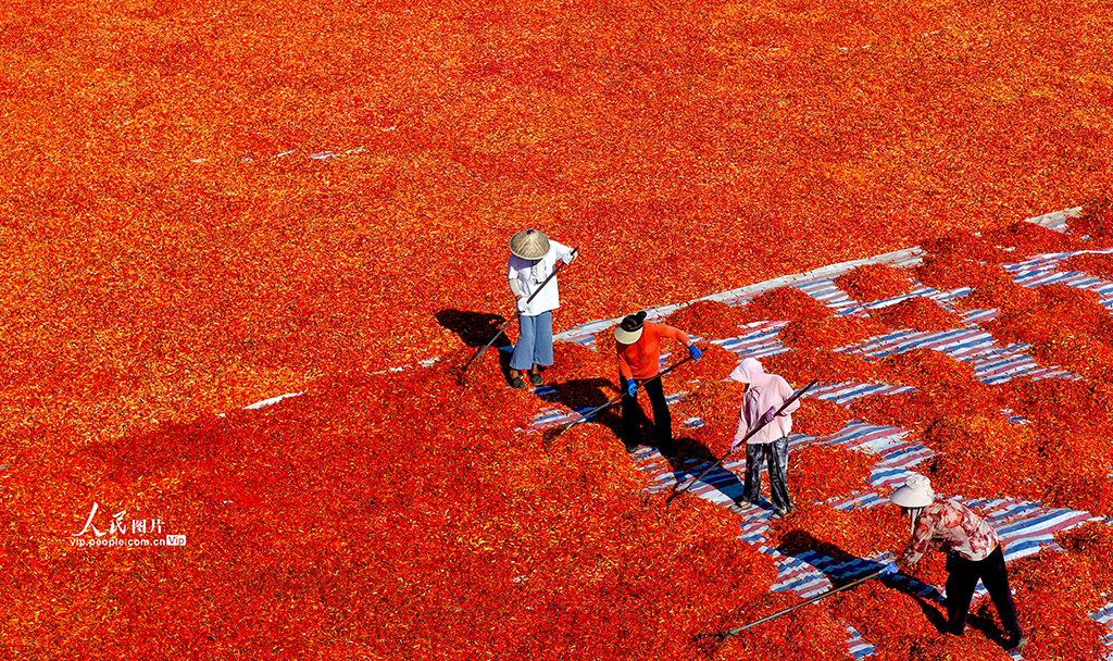 安徽亳州:晾曬辣椒【4】