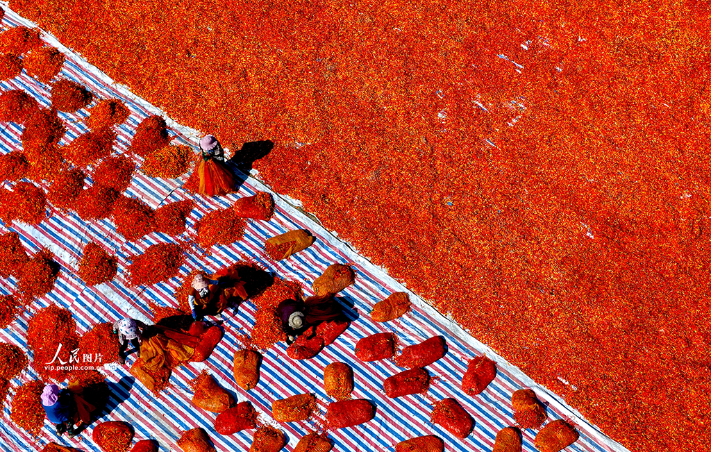 安徽亳州:晾曬辣椒【2】