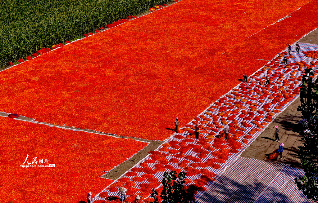 安徽亳州:晾曬辣椒【6】