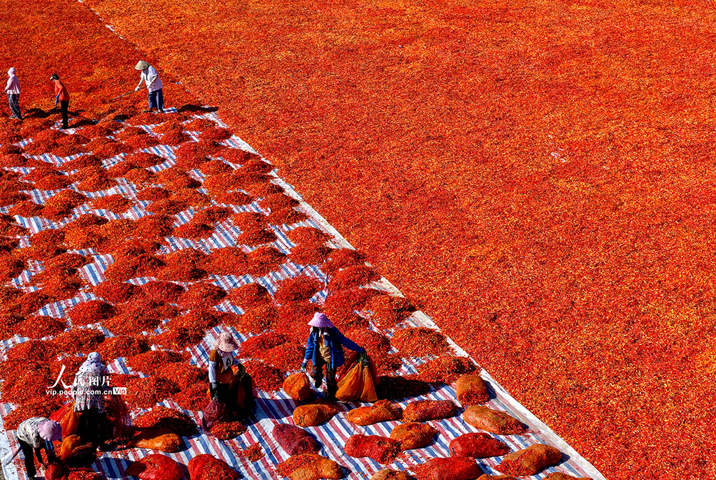 安徽亳州:晾曬辣椒【7】