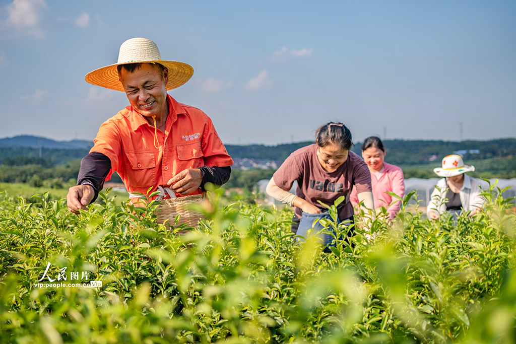 江蘇南京:富硒秋茶采摘忙【3】