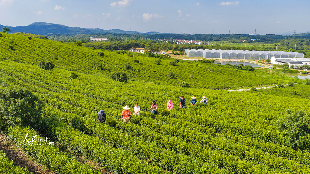 江蘇南京:富硒秋茶采摘忙【4】