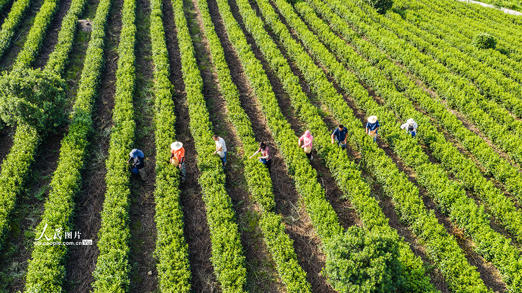 江蘇南京：富硒秋茶采摘忙