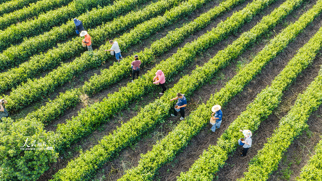 江蘇南京:富硒秋茶采摘忙【5】