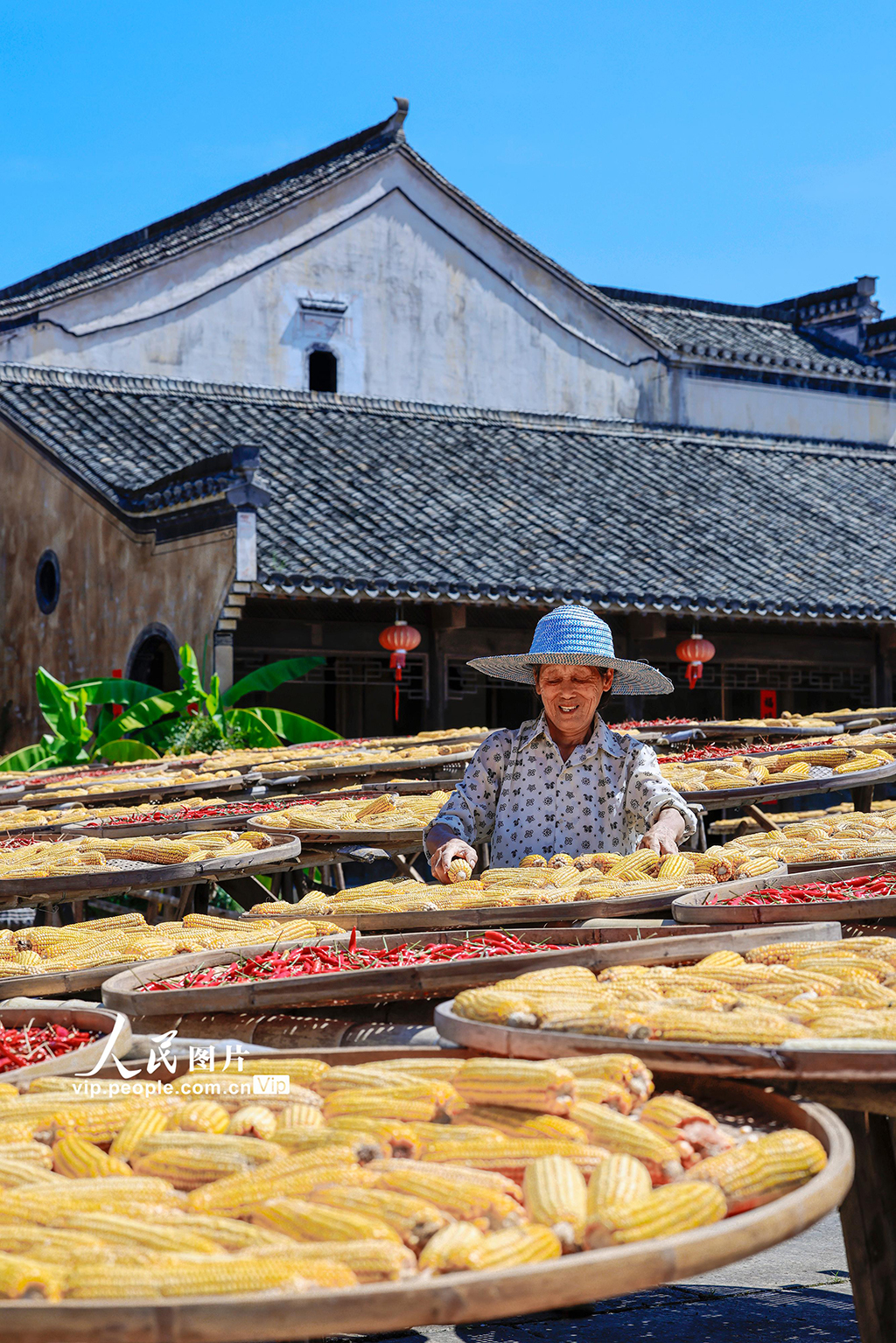 安徽黃山:古村曬秋忙 五彩映豐收【3】