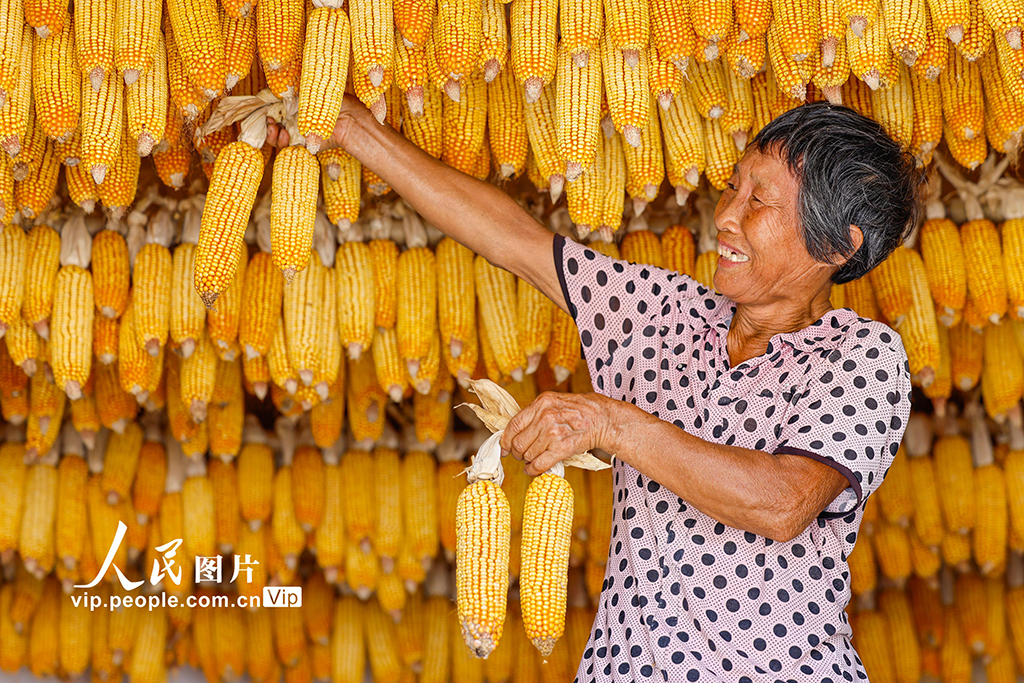 安徽黃山:古村曬秋忙 五彩映豐收【4】