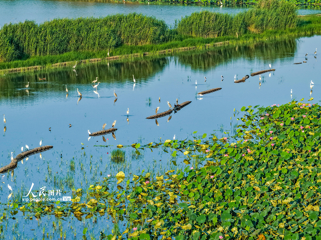 荷香鷺影映濕地【3】
