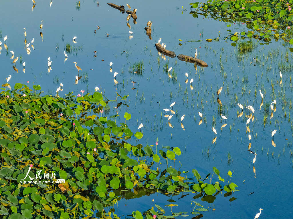 荷香鷺影映濕地【4】