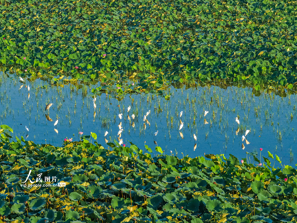 荷香鷺影映濕地【6】