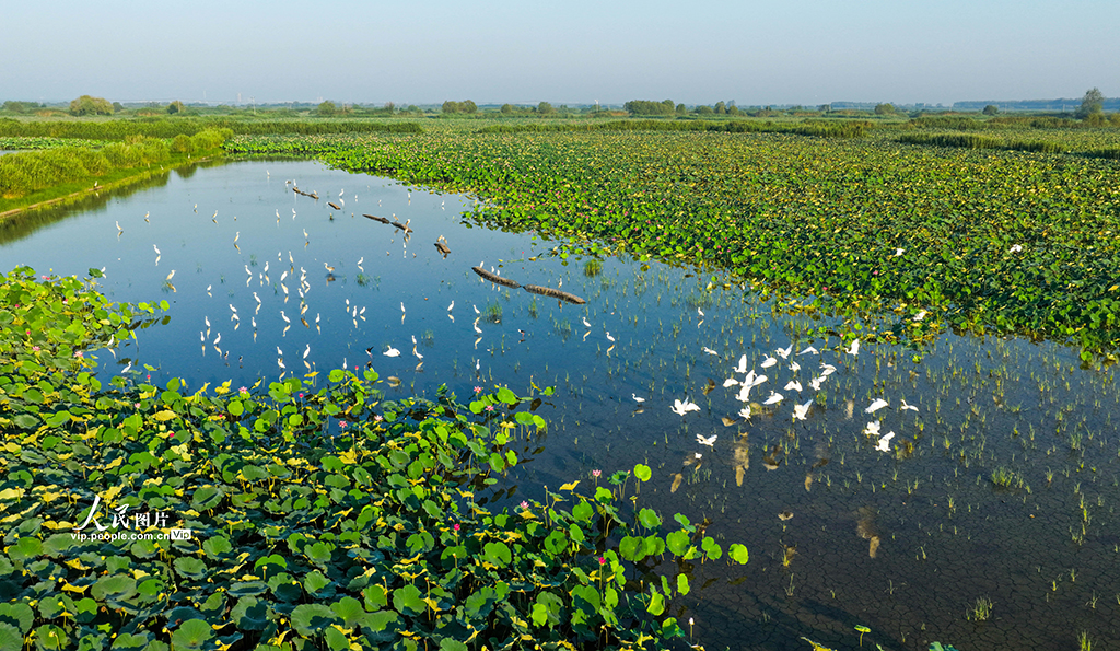 荷香鷺影映濕地【2】