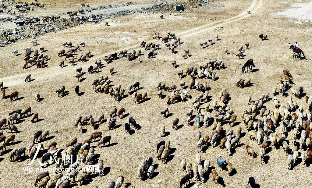 新疆阿勒泰：牧民開啟秋季大轉場【4】