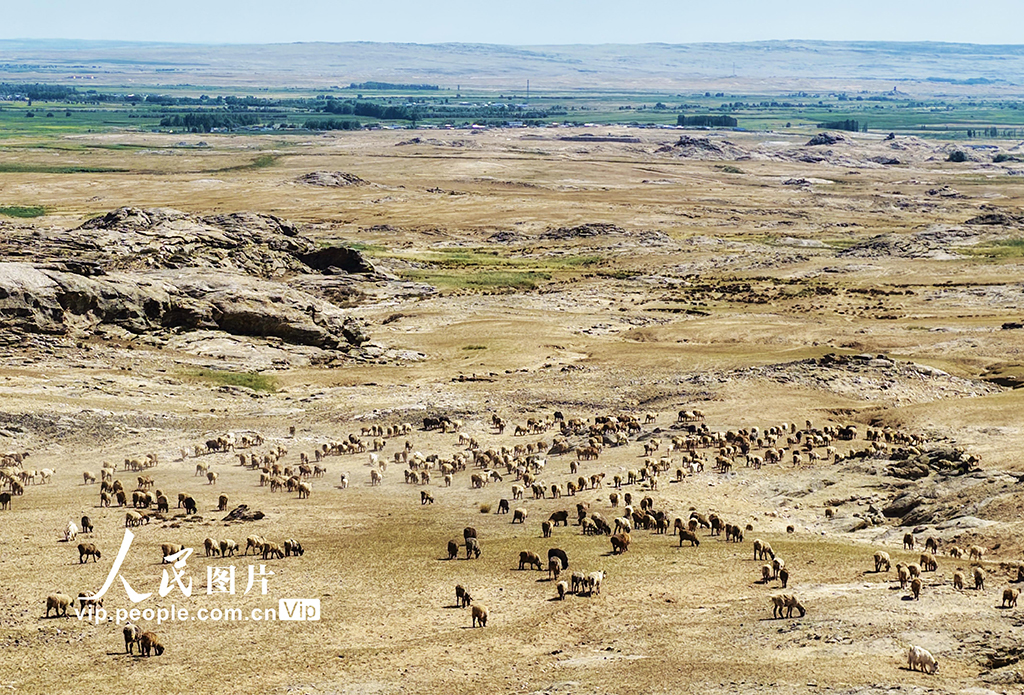 新疆阿勒泰：牧民開啟秋季大轉場【3】