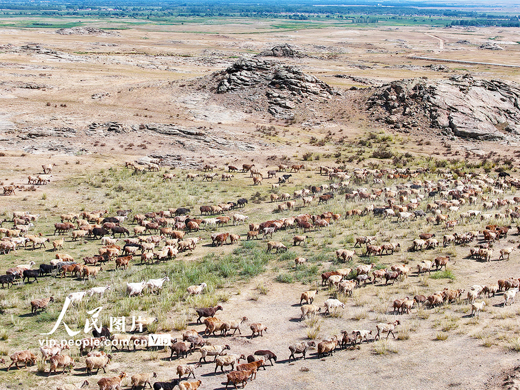 新疆阿勒泰：牧民開啟秋季大轉場【2】