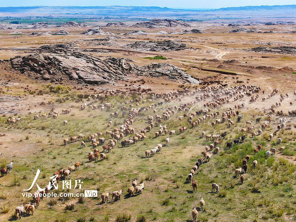 新疆阿勒泰：牧民開啟秋季大轉場【5】