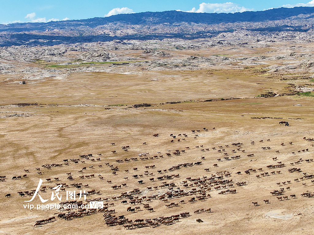 新疆阿勒泰：牧民開啟秋季大轉場【6】