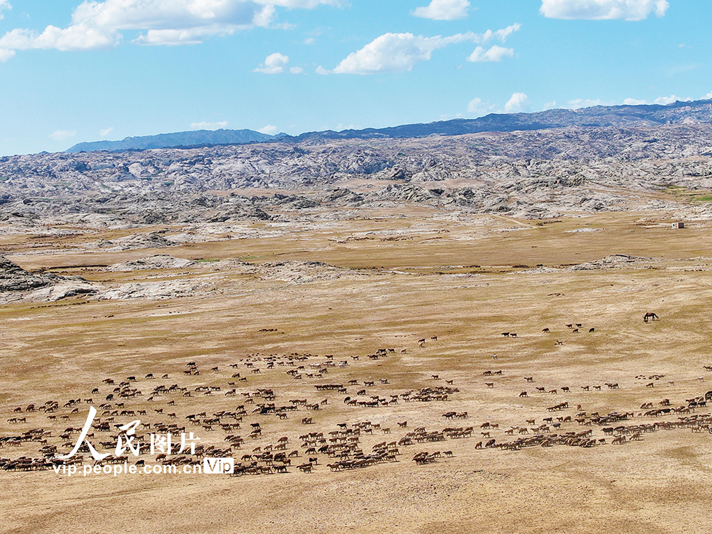 新疆阿勒泰：牧民開啟秋季大轉場【7】