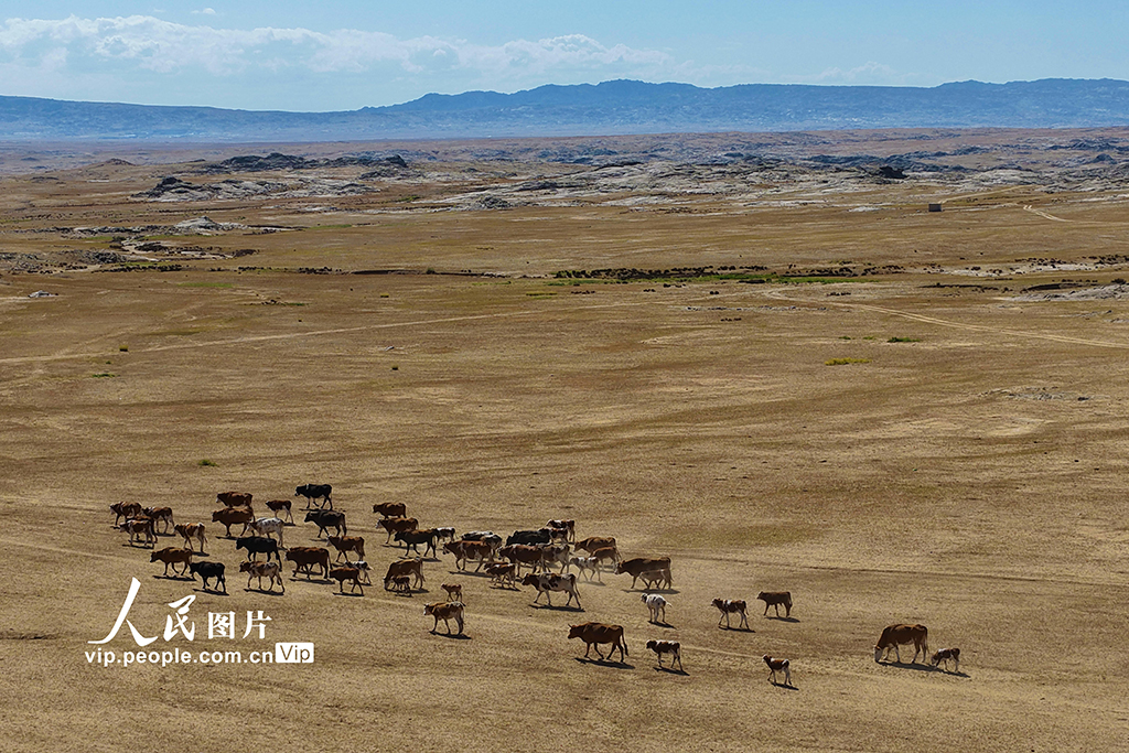新疆阿勒泰:牧民開啟秋季大轉場【8】