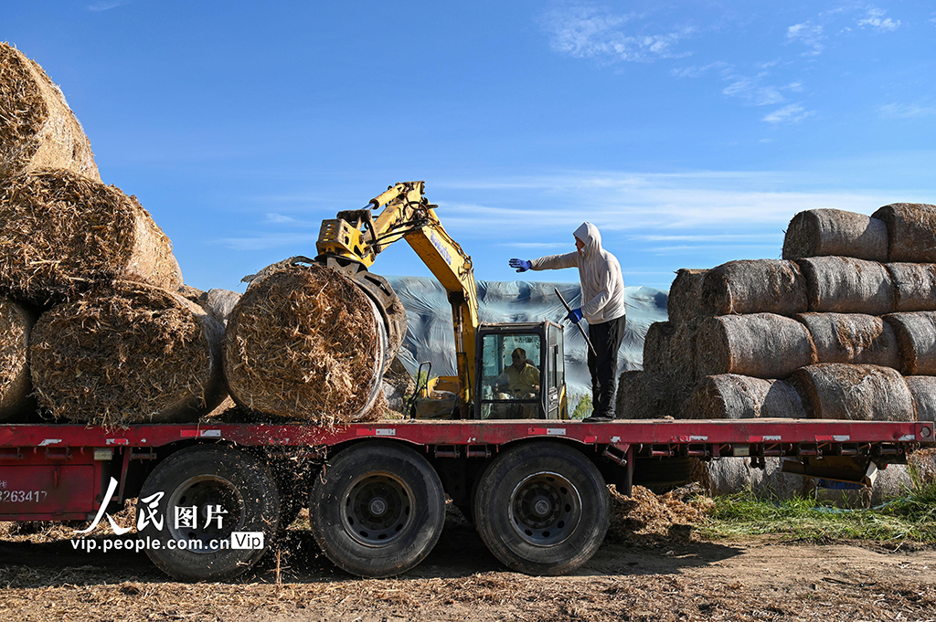 安徽亳州：裝運秸稈 銷往發電廠