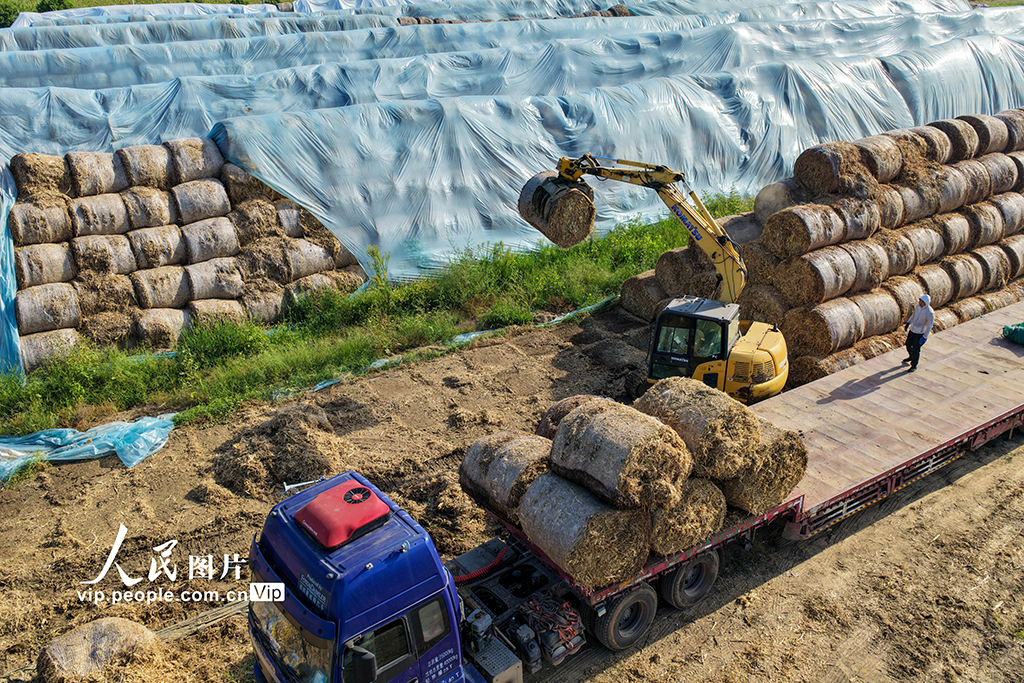 安徽亳州:裝運秸稈 銷往發電廠【2】