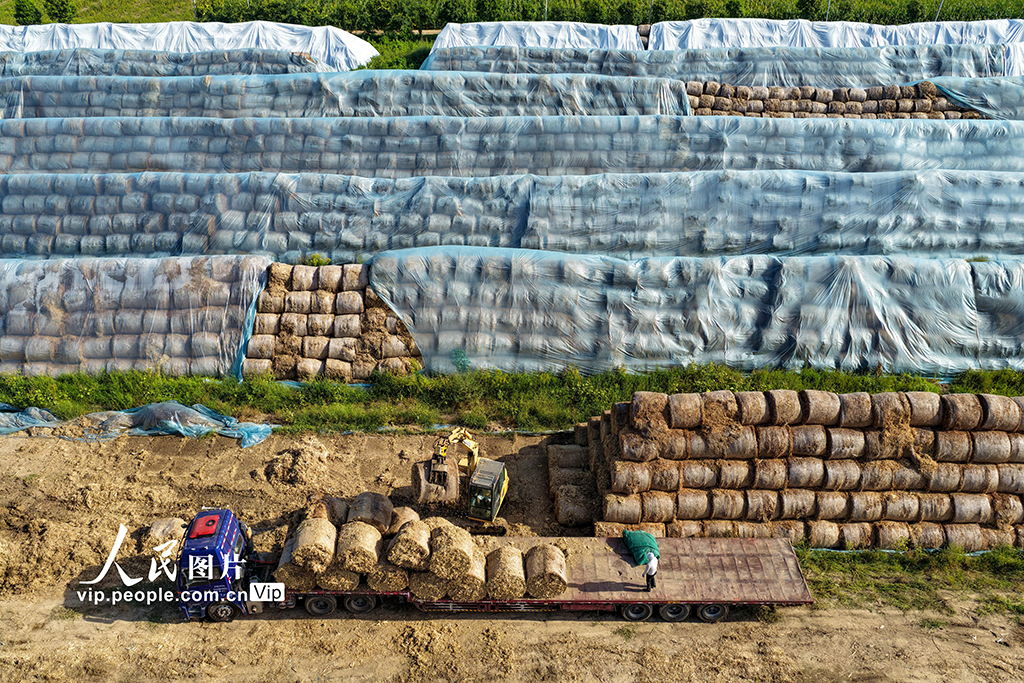 安徽亳州:裝運秸稈 銷往發電廠【3】
