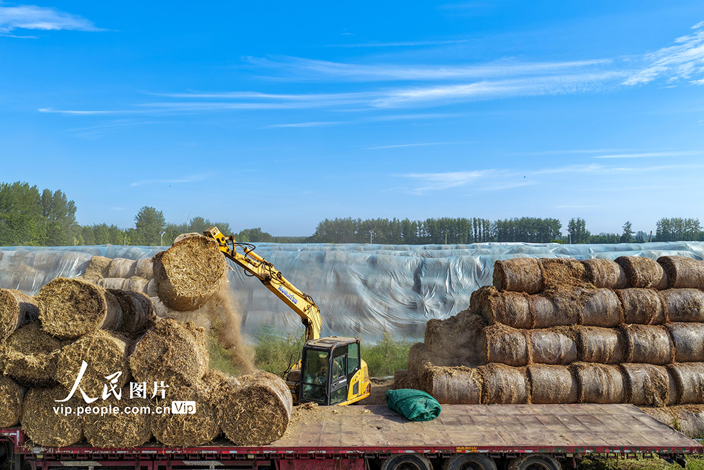 安徽亳州:裝運秸稈 銷往發電廠【4】