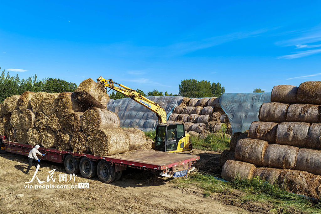 安徽亳州:裝運秸稈 銷往發電廠【5】