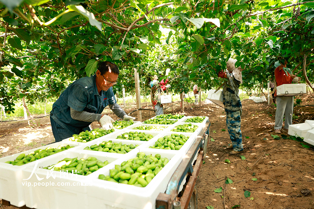 河北唐山：獼猴桃采摘忙