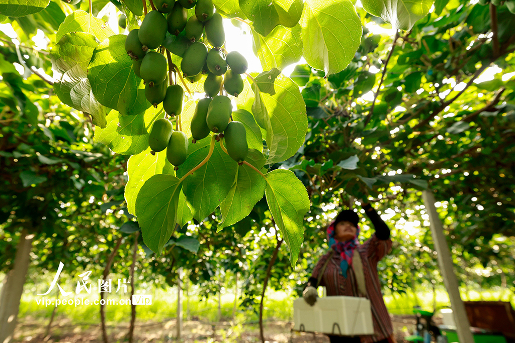 河北唐山:獼猴桃采摘忙【3】