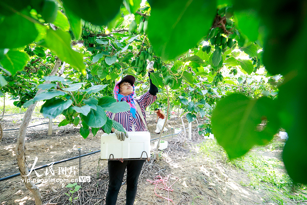 河北唐山:獼猴桃采摘忙【2】