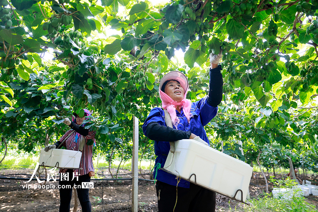 河北唐山:獼猴桃采摘忙【4】
