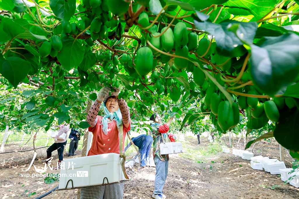 河北唐山:獼猴桃采摘忙【5】
