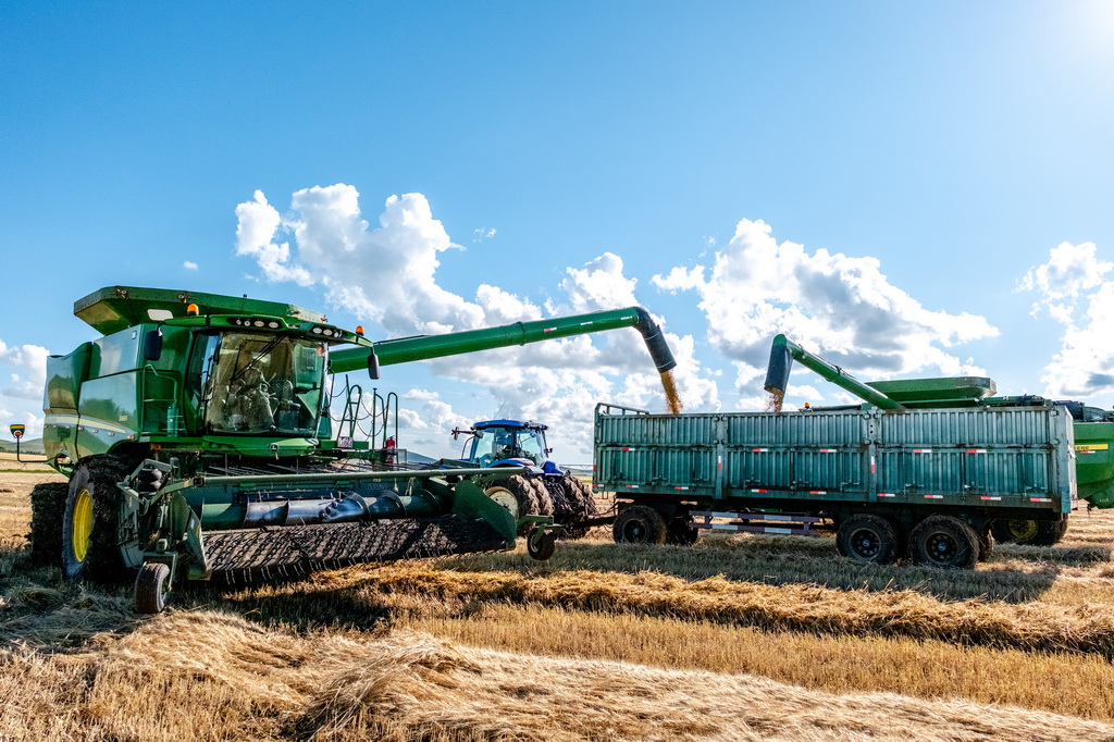 內蒙古額爾古納：萬畝麥田迎秋收