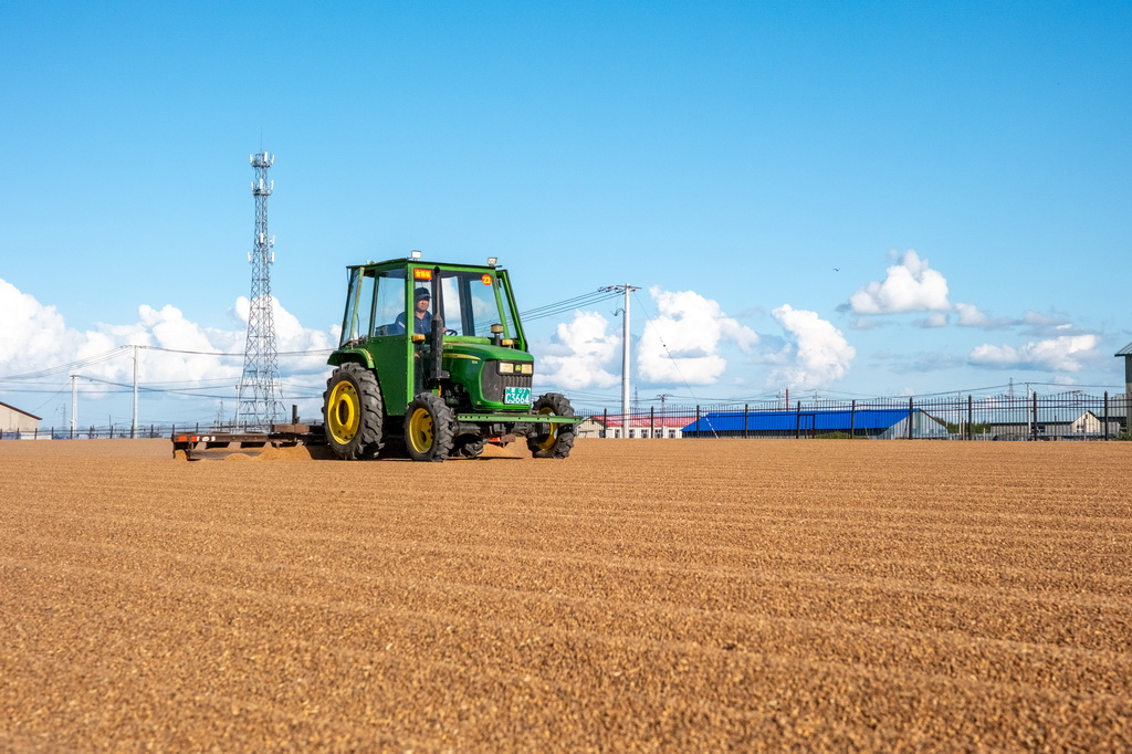 8月20日，呼倫貝爾農墾拉布大林農場的工人駕駛農機翻曬小麥。