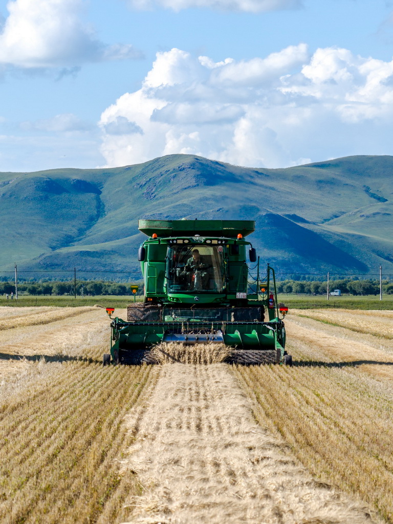 8月20日，呼倫貝爾農墾拉布大林農場的工人駕駛農機收獲小麥（無人機照片）。