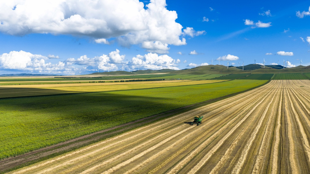 8月20日，呼倫貝爾農墾拉布大林農場的工人駕駛農機收獲小麥（無人機照片）。