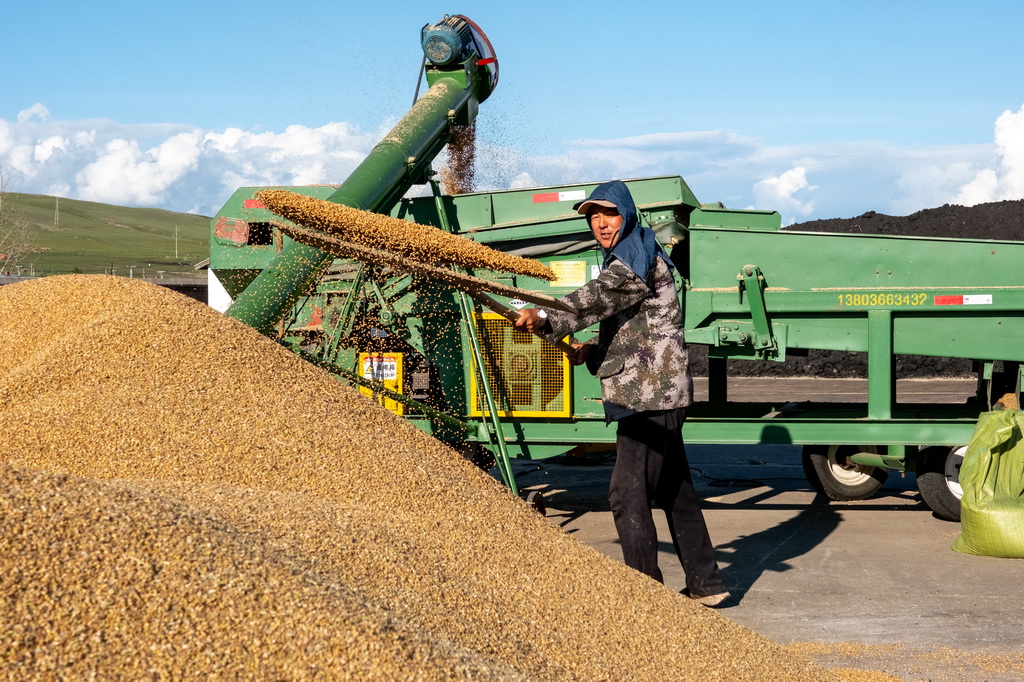 8月20日，呼倫貝爾農墾拉布大林農場的工人整理收獲的小麥。